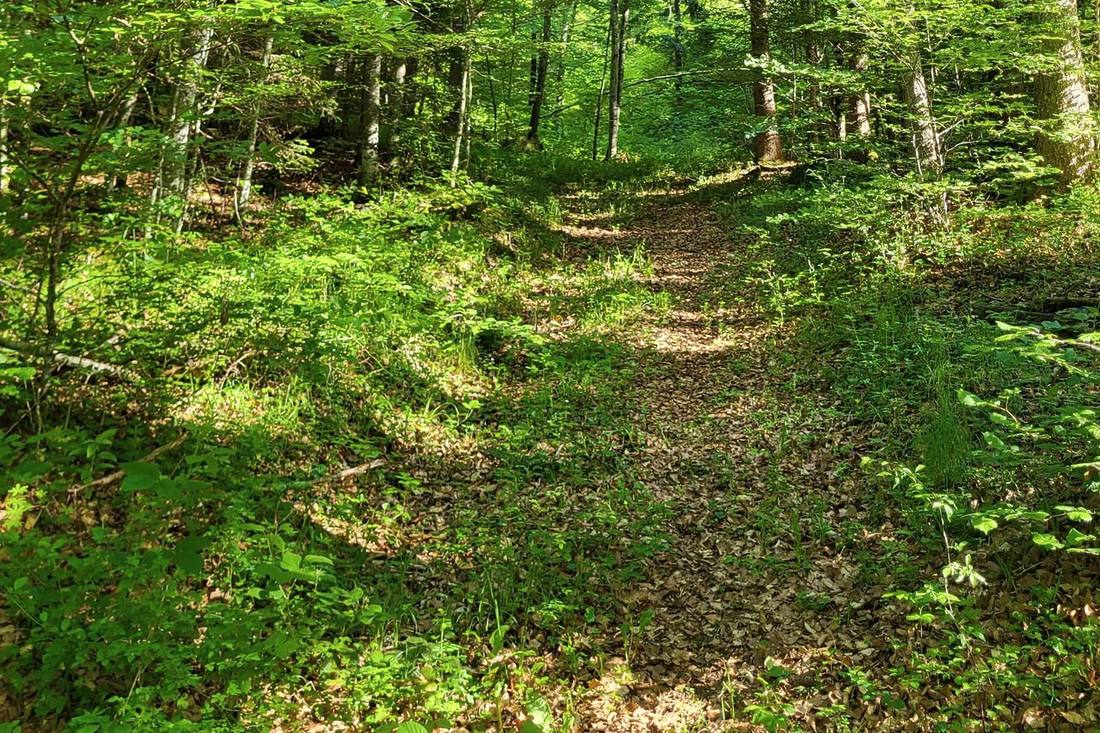 Un sentier forestier montant vers la lumière